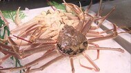 松葉がに9000円が5980円! 冬の味覚の王者を破格値で販売 なぜ?(島根・松江市)