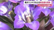 どんな花?天の川にキビタンイエロー 福島県がリンドウとカラーの新品種を開発・試験栽培