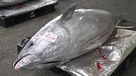 国の管理でマグロが大型化？ “200kg前後の高級マグロ”福井沖の定置網で次々漁獲