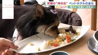 「神対応」ワンちゃんファーストのホテル…犬の飼育費は年平均34万円　プレミアム化進む「ペット関連商品」