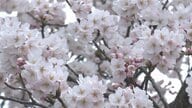 富山県内の桜の名所開花情報　高岡古城公園の桜は3分咲き、1日から「桜まつり」スタート