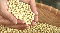 大豆本来の香りと強い甘み…在来種「みやだいず」を南九州の特産品に　企業らの挑戦【宮崎発】