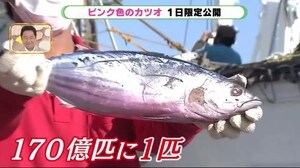「ピンク色のカツオ」1日だけの限定公開