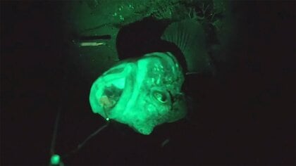 魚がバクッ! 捕食の瞬間 貴重映像　南極プロジェクト