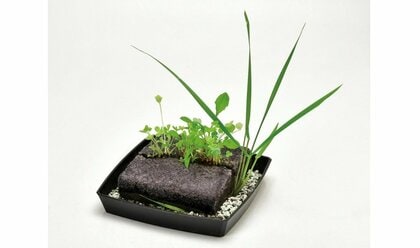 手塩にかけて“雑草”を育てる時代!? 「雑草栽培セット」が1カ月半で3000個を販売…魅力を聞いた