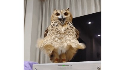 下からの風で“スカート”ふわり…フクロウが映画の名シーンを再現!?飼い主に状況を聞いた