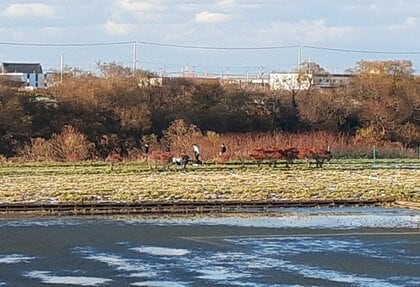 【速報】「川で人が流れているようだ」60～70代くらいの女性が救助されるも死亡確認〈北海道札幌市の豊平川〉