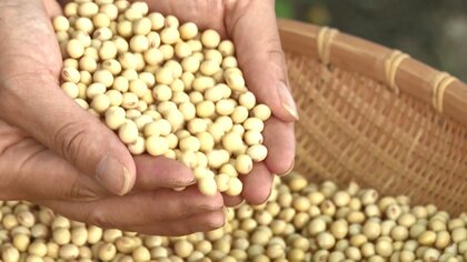 大豆本来の香りと強い甘み…在来種「みやだいず」を南九州の特産品に　企業らの挑戦【宮崎発】