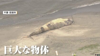 体長17メートルの巨大クジラが漂着　撤去予定も台風影響でめど立たず　高額な処理費用が問題化も　千葉・九十九里浜