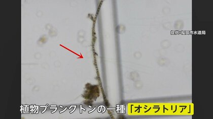 「金魚の水」「墨汁」水道水から異臭…植物プランクトンが川に大量流入か　市水道局「健康への影響なし」
