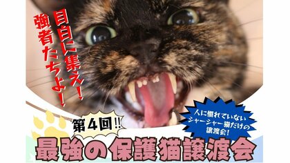 「子猫だけが救われる構造を変えたい」“シャーシャー猫”を集めた譲渡会を開く理由を主催の「ねこかつ」に聞いた