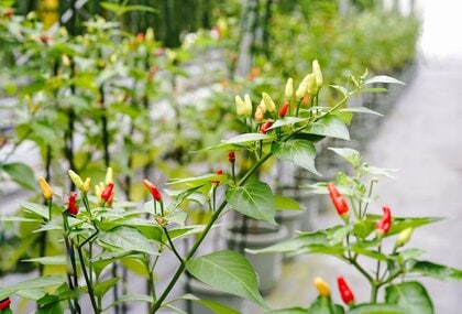 「沖縄の島唐辛子は、本土でも育つ。」April Dream 2026