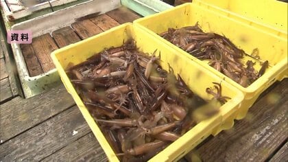 スルメイカ漁に初の停止命令へ…理由は「豊漁で取れすぎ」　漁獲枠4900トンに対して5388トンと大幅超過　価格上昇の可能性も