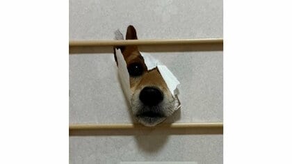 「やりやがった」障子に開けた穴からのぞくドヤ顔の柴犬がかわいい…実は常習犯？どうやって破っているのかを飼い主に聞いた