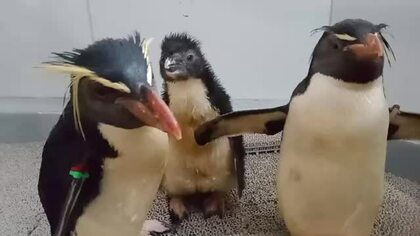 【赤ちゃんペンギン】この夏だけの“幼な顔”キタイワトビペンギンのひな一般公開へ――7月23日（水）からAOAO SAPPORO＜北海道札幌市＞