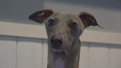 友達が来るとうれしくてぴょんぴょん！　レトロなペットサロンの看板犬　イタリアングレーハウンドの陽気なポンデくん　福井