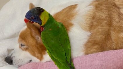 耳を“かじかじ”して遊ぶ大胆不敵なインコと動じないおじいちゃん犬…2匹の友情について聞いた
