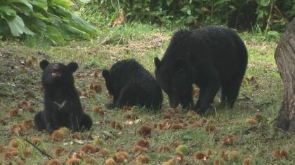 【独自】中学校付近にクマ4頭出没、クリを食べる親子グマ　カメラに気付くも逃げる素振りなし　岩手県八幡平市