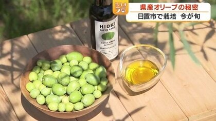 国産オリーブオイルが鹿児島で生まれる理由　手摘み・24時間以内搾油・収穫は日本一早い9月