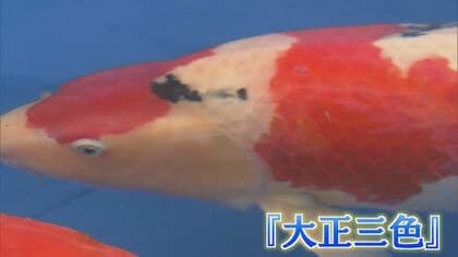 白熱のマネーゲーム 中国“解禁”で高額落札が連発！ “泳ぐ宝石