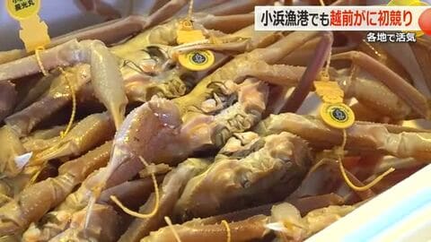 小浜漁港でも「越前がに」初競り　響き渡る威勢の良い掛け声　初日の水揚げ「幸先良いスタート切れた」　福井