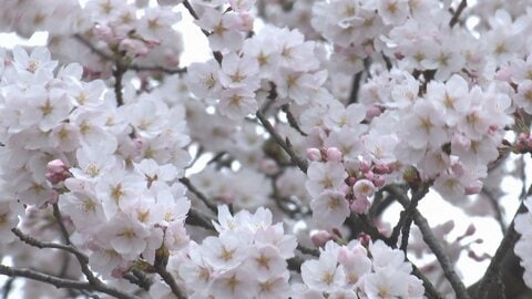 富山県内の桜の名所開花情報　高岡古城公園の桜は3分咲き、1日から「桜まつり」スタート