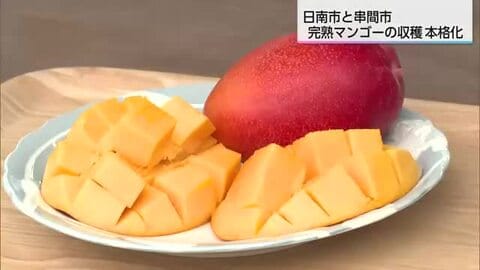 宮崎を代表するフルーツ　日南市と串間市で完熟マンゴーの出荷が本格化