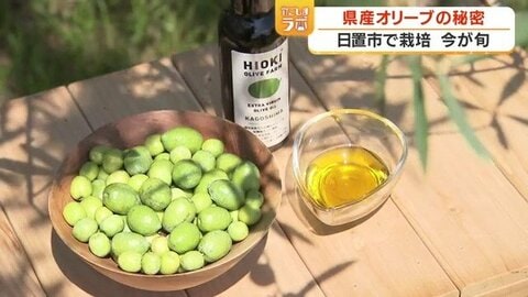国産オリーブオイルが鹿児島で生まれる理由　手摘み・24時間以内搾油・収穫は日本一早い9月