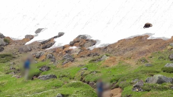 一部の登山者がクマに近づき写真を撮る行為も(撮影:視聴者)