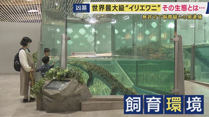 ニフレルで飼育されているイリエワニ