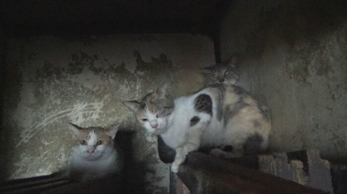劣悪な環境に置かれたネコたち
