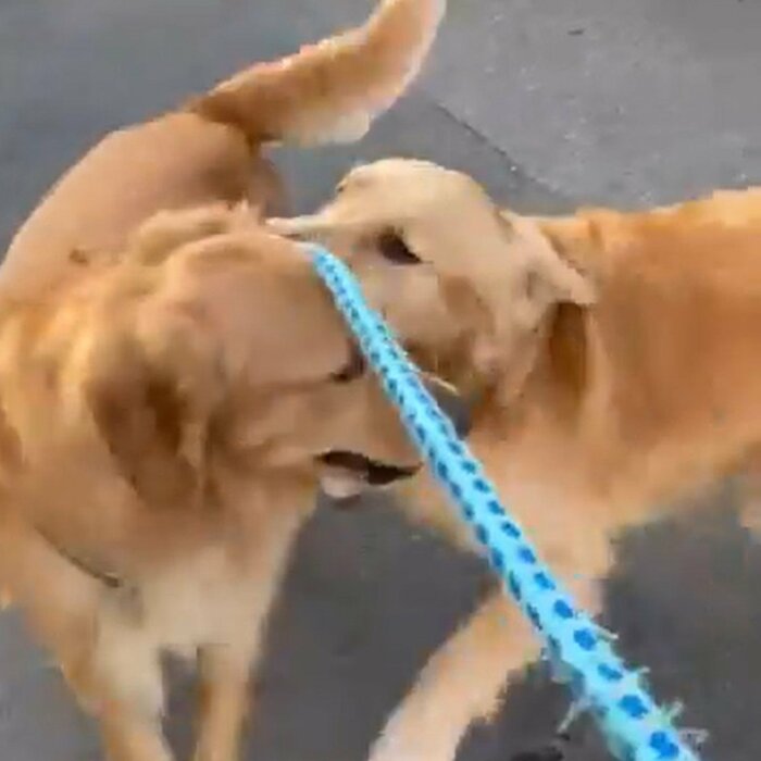 はしゃいで、とてもうれしそうだ