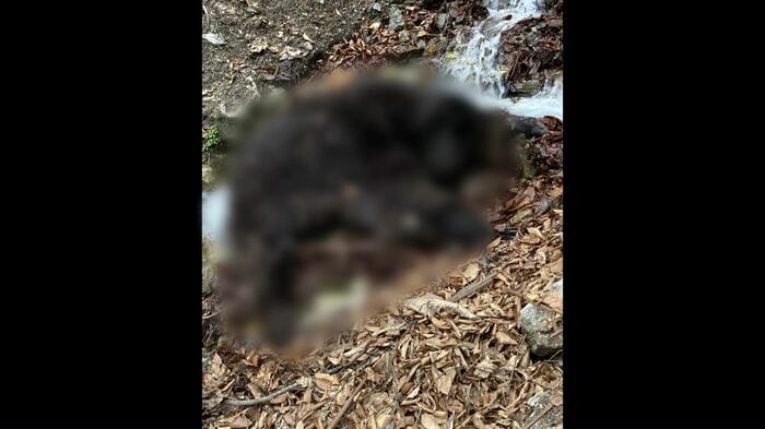 男性ハンターを襲ったクマ（提供：北海道猟友会 寿都支部島牧分会）