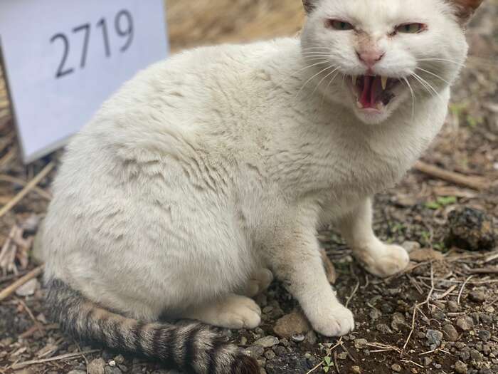 野良猫の捕獲は大変。たにゃパパさんも一度失敗しています。(『歌舞伎町の野良猫「たにゃ」と僕』より)