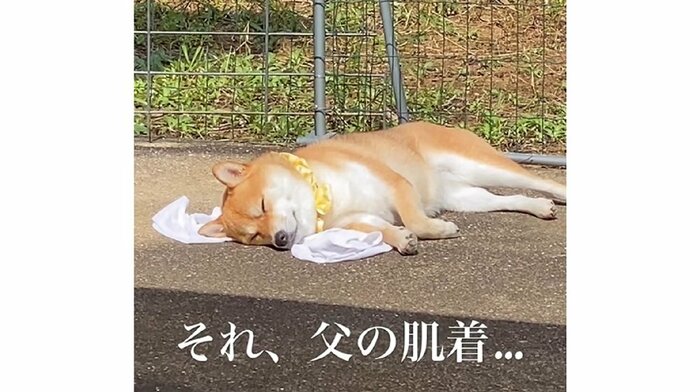 お父さんのにおいがするのか…幸せそうなむぎちゃん