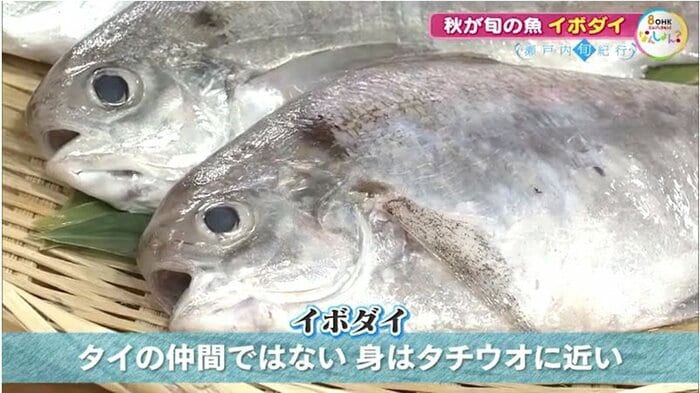 イボダイ