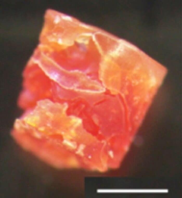宇宙で曝露させた菌の塊(提供:山岸名誉教授)