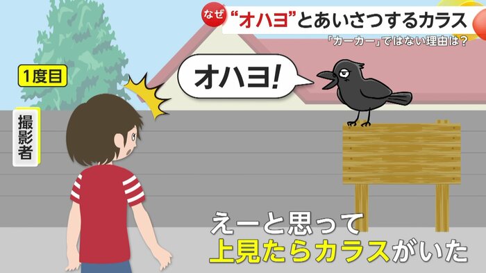 人かと思ったら後ろにいたのはカラス(イメージ画像)