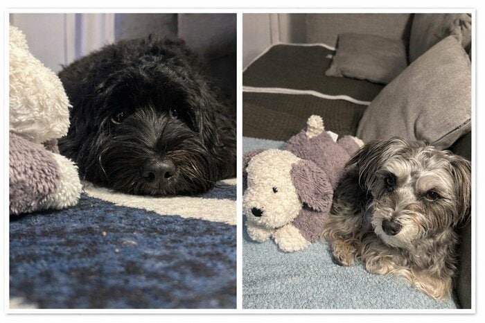 筆者の愛犬はぬいぐるみに見向きもせず