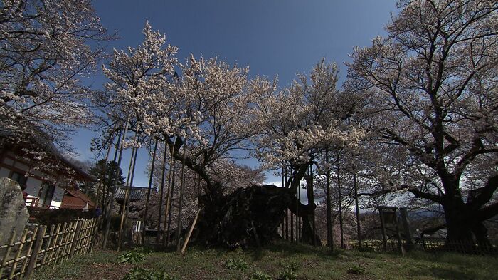 山高神代桜