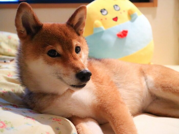 散歩でないと気付き、ムクっと起き上がる