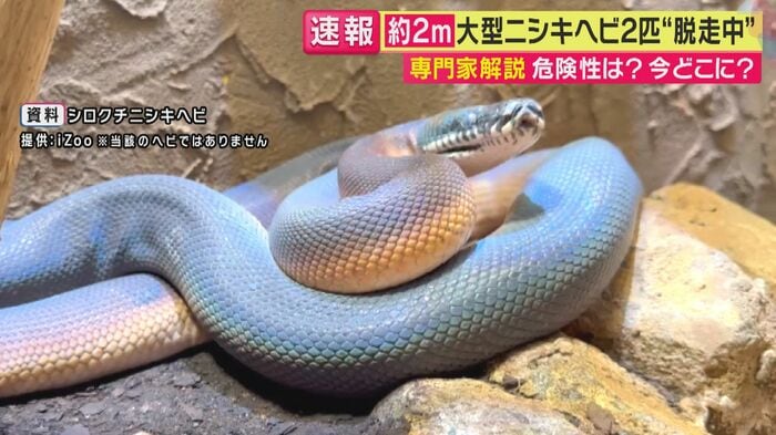 シロクチニシキヘビ(関西テレビ「旬感LIVE とれたてっ!」より)
