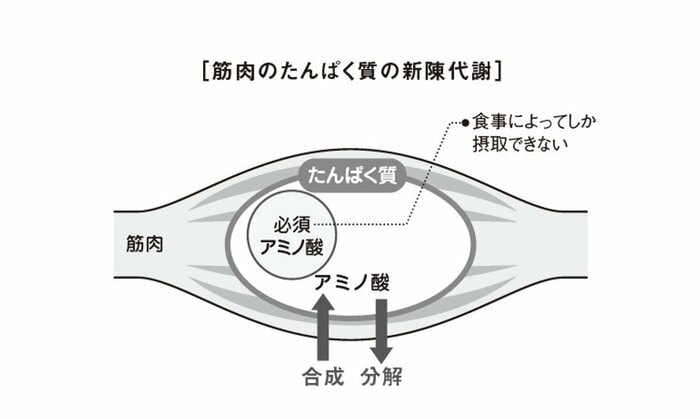 筋肉のたんぱく質の新陳代謝（『疲労回復の習慣』から抜粋）