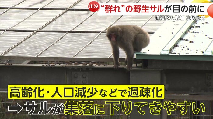 人口減少で人里に下りてきやすくなった野生動物