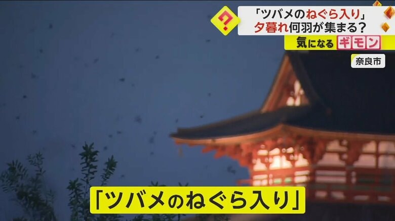 「めっちゃおる！」奈良・平城宮跡で夏の風物詩“ツバメのねぐら入り”が見ごろ　ヨシの間に約6万羽が羽を休める｜FNNプライムオンライン
