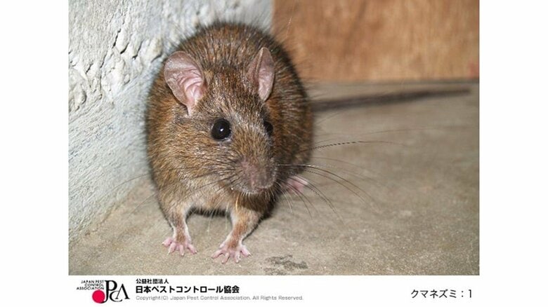都内で急増!“子犬サイズ”に巨大化したネズミの正体…毒エサを食べない?切り札の駆除策に「依頼者も引いていた」|FNNプライムオンライン