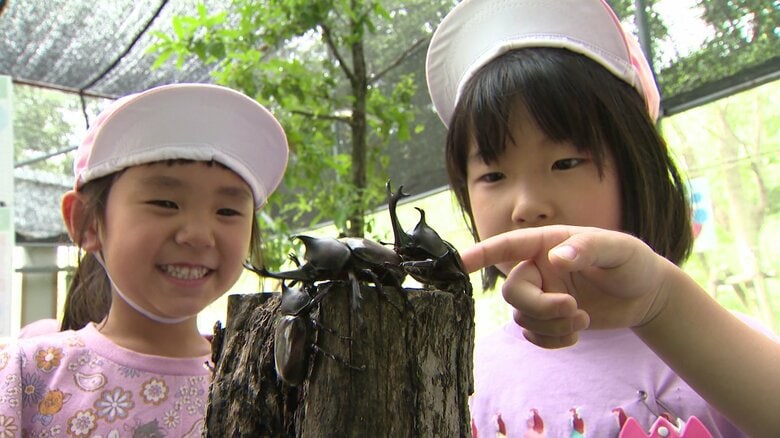 昆虫の王様「カブトムシ」角で戦う力強さとは別の魅力も？キラキラ丸いつぶらな瞳にドキッ【石川発】｜FNNプライムオンライン