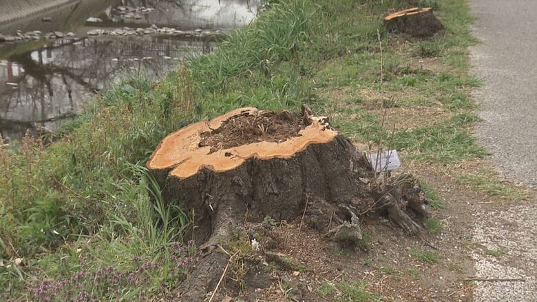 この10年余りで200本弱も…『日本のさくら名所100選』の桜の木が減少 老齢化に加えて新たな難敵“クビアカ”|FNNプライムオンライン