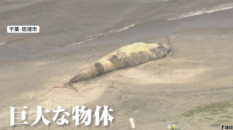 体長17メートルの巨大クジラが漂着 撤去予定も台風影響でめど立たず 高額な処理費用が問題化も 千葉・九十九里浜|FNNプライムオンライン