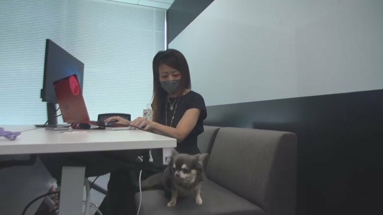 オフィスにも会議室にもワンちゃんが…愛犬と出社OK“ドッグオフィス”を取材 犬がいると上司がやさしい？｜FNNプライムオンライン